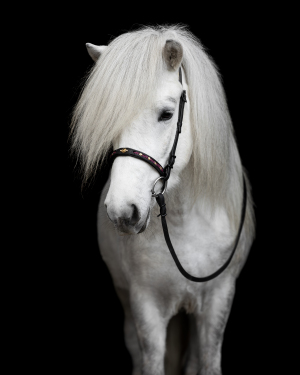 black-wall-pferdefotografie-001