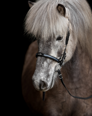 black-wall-pferdefotografie-002