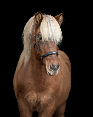 black-wall-pferdefotografie-004