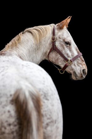 black-wall-pferdefotografie-008