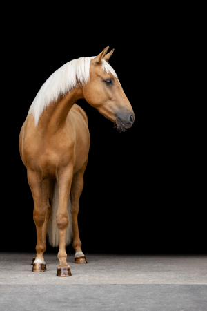 black-wall-pferdefotografie-010