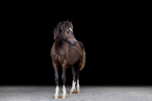 black-wall-pferdefotografie-011