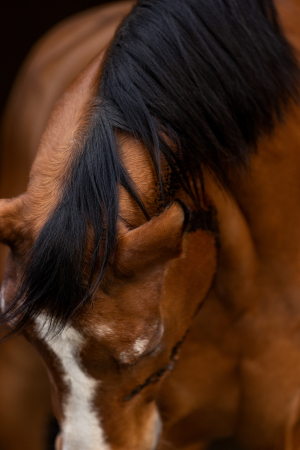 black-wall-pferdefotografie-012