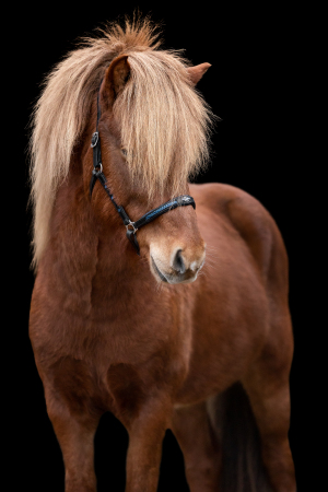 black-wall-pferdefotografie-013