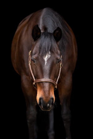 black-wall-pferdefotografie-014