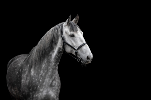 black-wall-pferdefotografie-016