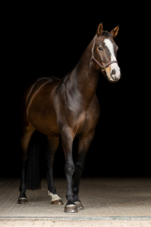 black-wall-pferdefotografie-017
