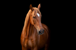 black-wall-pferdefotografie-019