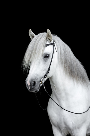 black-wall-pferdefotografie-021