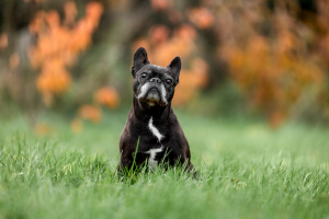 Portraitfotografie-Garten-005