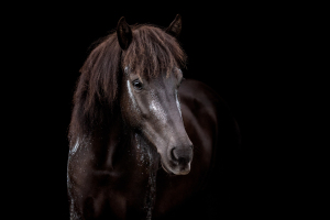 Blattgold-Glitzer-Pferd-001