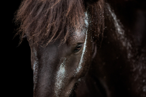 Blattgold-Glitzer-Pferd-002