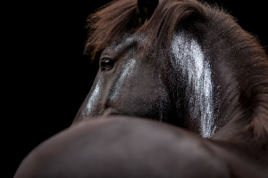 Blattgold-Glitzer-Pferd-004