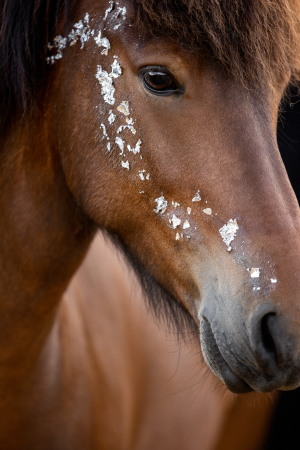 Blattgold-Glitzer-Pferd-009