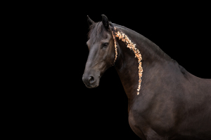 Blattgold-Glitzer-Pferd-013