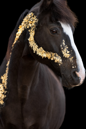 Blattgold-Glitzer-Pferd-017