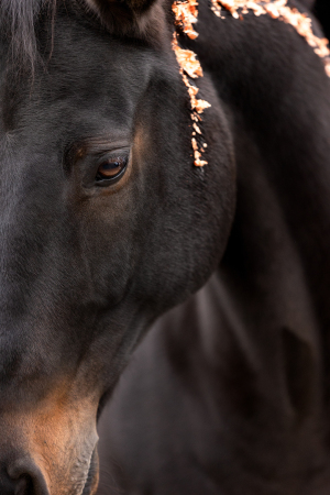 Blattgold-Glitzer-Pferd-019