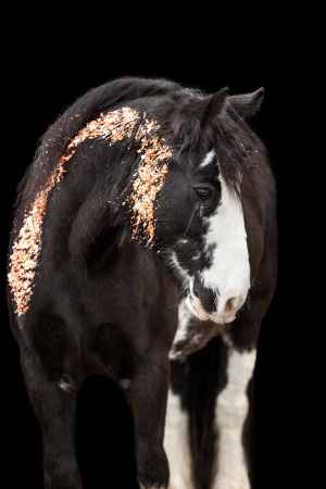 Blattgold-Glitzer-Pferd-023