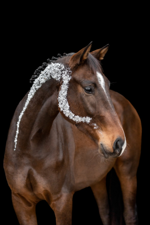 Blattgold-Glitzer-Pferd-024