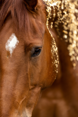 Blattgold-Glitzer-Pferd-030