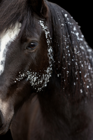 Blattgold-Glitzer-Pferd-031