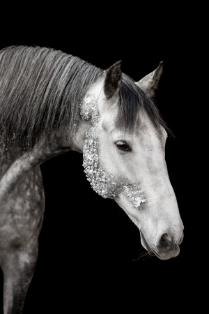 Blattgold-Glitzer-Pferd-033