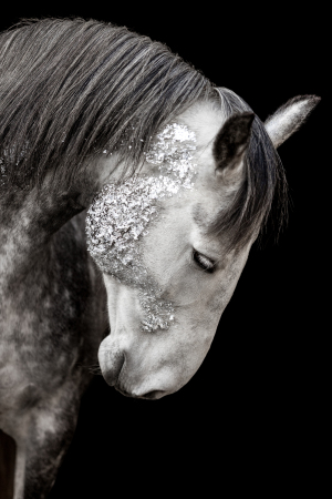 Blattgold-Glitzer-Pferd-034