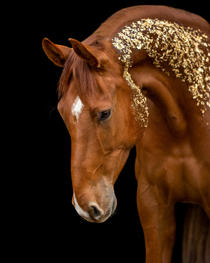 Blattgold-Glitzer-Pferd-037