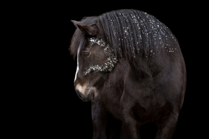 Blattgold-Glitzer-Pferd-040