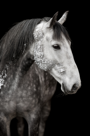 Glamourhorse-001