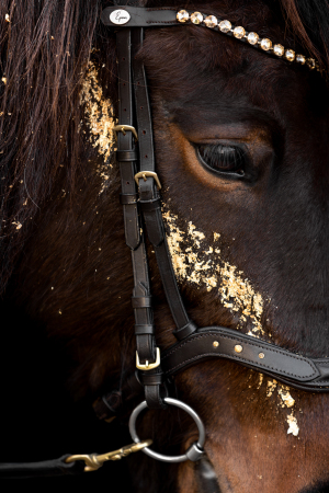 Glamourhorse-005