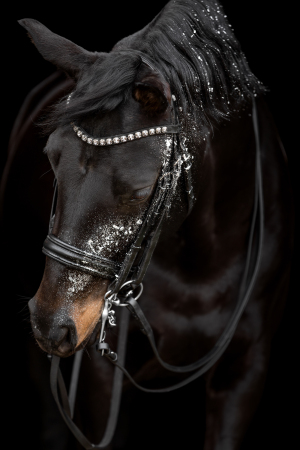 Glamourhorse-007