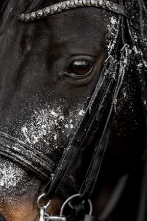 Glamourhorse-008