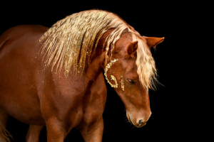 Glamourhorse-012