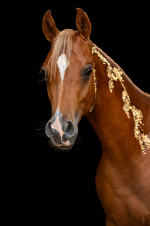 Glamourhorse-016