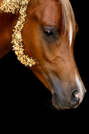 Glamourhorse-017