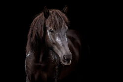 Blattgold-Glitzer-Pferd-001