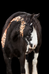 Blattgold-Glitzer-Pferd-023