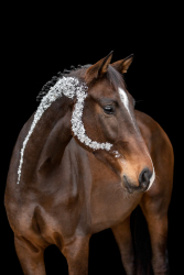Blattgold-Glitzer-Pferd-024