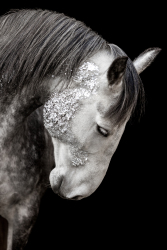Blattgold-Glitzer-Pferd-034
