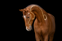 Blattgold-Glitzer-Pferd-041