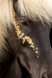 Glamourhorse-009