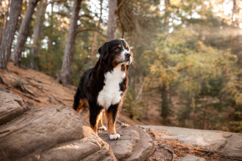 Hundefotografie-rote-Felsen-006