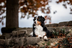 Hunde-0027