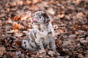 Hunde-0031