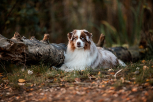 Hunde-0081