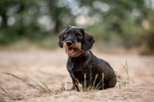 Hundefotografie-016