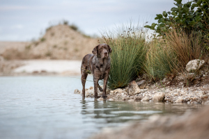 Hundefotografie-025