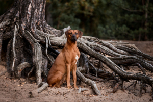 Hundefotografie-027