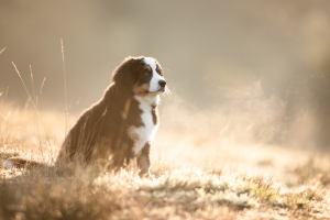 Hundefotografie-033